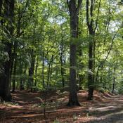 Waldartiger Bestand im Glienicker Park. &copy; N. A. Kl&ouml;hn